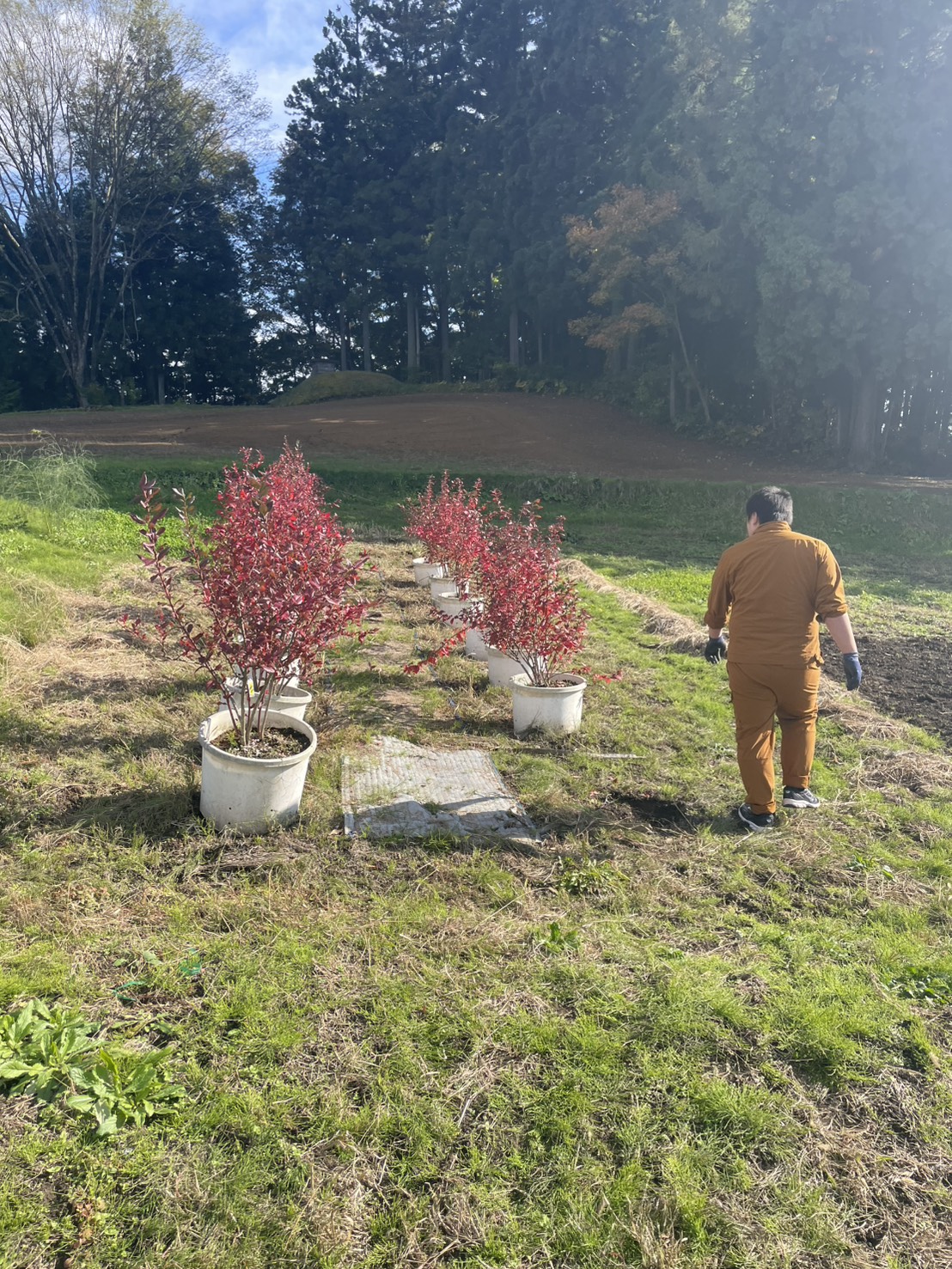 農家様収穫などお手伝い（人手補充）の画像